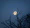 Full Moon Lighting up the cloudless blue nighttime sky