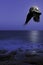 Full moon over Atlantic Ocean an flying raven - Los Cocoteros, Lanzarote