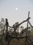 Full moon over rustic fence