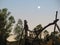 Full moon over rustic fence