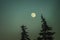 Full moon over the tops of pine trees. Beautiful nightly witching landscape