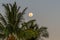 Full moon and palm tree