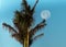 Full Moon Palm Tree Blue Sky