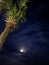 Full Moon Palmetto Palm