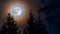 Full moon rainbow corona. Moonrise over spruce trees in night forest