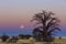 The full moon rise next to a large baobab tree