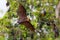 Full open wings of flying male Lyle\'s flying fox (Pteropus lylei)