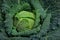 Full organic Curly green Cabbage close up