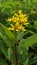 A full photo of yellow flower with long leaves