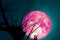 full pink Beaver Moon back on dark cloud on silhouette dry tree and the night sky