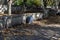 A full plastic bag stands in a chestnut alley. Cleaning up the fallen leaves. City park or chestnut square. Autumn. Daytime. No