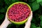 Full plate of raspberries on a background of raspberry bush. freshly picked raspberries. healthy food. farm products