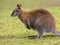 Full portrait of a Bennet Wallaby