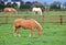 Full Profile Beautiful Palomino Grazing