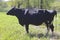Full Profile of a Black Dairy Cow