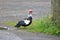 Full Profile of a Muscovy Duck