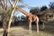 Full profile of a reticulated giraffe enjoying acacia bark in Rumuruti, Kenya