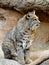 Full Profile of Seated Bobcat