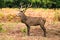 Full profile view of an adult red deer