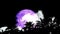Full purple moon back on night sky and blur dark cloud moving and silhouette ancient palm trees in desert