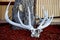 Full rack of elk antlers lay on display.