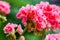 Full of raindrops vibrant red pink buds of blooming pelargonium geranium flower plant after the rain