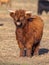 Full resolution Portrait of a Highland cattle calf