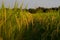 Full Rice ears in paddy field is ready to harvest