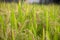 Full rice in the fields in the harvest season