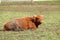 Full Right Profile Reddish Highland Cow
