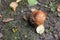 Full rotten apple on muddy ground wiith a leaves