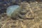 Full scene, huge Jellyfish under water sea and sand background