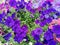 Full-screen shot of blue flowers petunia beautiful background