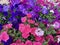 Full-screen shot of multicolored flowers petunia beautiful background