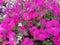 Full-screen shot of pink flowers petunia beautiful background