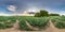 Full seamless spherical hdri panorama 360 degrees angle view among meadow rye field overlooking a huge chemical plant in