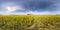 Full seamless spherical hdri panorama 360 degrees angle view on among rapseed canola colza fields in spring day with blue sky in