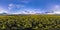 Full seamless spherical hdri panorama 360 degrees angle view on among rapseed canola colza fields in spring day with evening sky