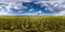 Full seamless spherical hdri panorama 360 degrees angle view on among rapseed canola colza fields in spring day in sky in