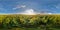 Full seamless spherical panorama 360 by 180 degrees angle view among blooming sunflowers fields in sunny summer evening in