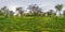 Full seamless spherical panorama 360 degrees angle view in blooming apple garden orchard with dandelions  in equirectangular