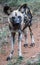 Full shot of  African Wild Dog