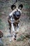 Full shot of  African Wild Dog running