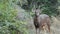 Full shot of alert male sambar deer or rusa unicolor with eye contact during safari in national park or forest of central india