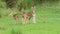 Full shot of alert Spotted deer or Chital family or herd in natural monsoon green background at bandhavgarh national park or tiger