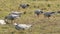 Full shot of bar-headed or bar headed goose family or flock feeding or grazing in an open field or grassland during winter