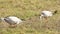 Full shot of bar-headed or bar headed goose family or flock feeding or grazing in an open field or grassland during winter