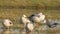 Full shot of bar headed goose flock or family in wetland of keoladeo national park bharatpur rajasthan india - anser indicus
