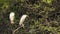 Full shot of Black crowned or capped night heron bird pair perched at wetland of keoladeo national park or bharatpur bird