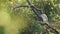 Full shot of Black crowned or capped night heron juvenile bird perched with natural green background at keoladeo national park or